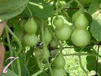 pembibitan labu botol